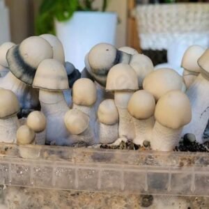 buy Penis Envy Grow Kit online
