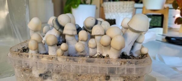 buy Penis Envy Grow Kit online