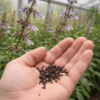 Salvia Divinorum Seeds