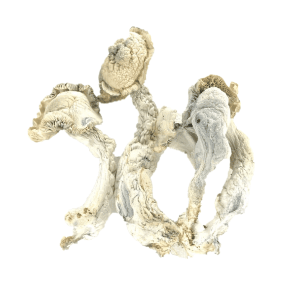 FF8CB8B1-B106-46B5-8567-5325A1CABE40.png True Albino Teacher Mushroom