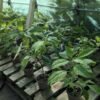 salvia divinorum cuttings