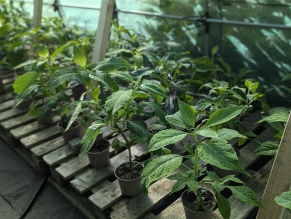 salvia divinorum cuttings