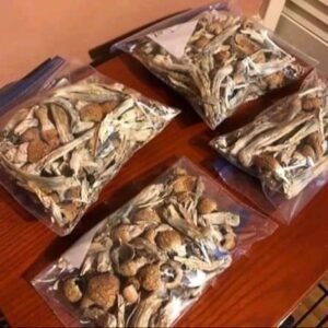 buy Azurescens mushrooms online