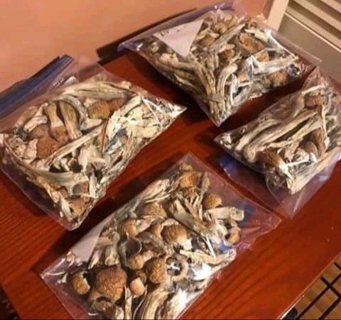 buy Azurescens mushrooms online