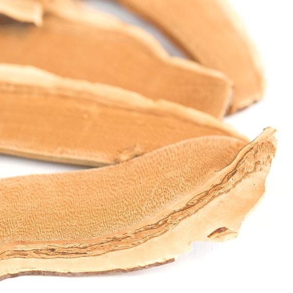 dried-reishi-mushrooms_2.jpg Fresh Reishi Mushroom