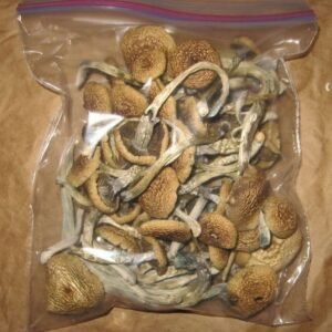 blue-oyster-mushrooms