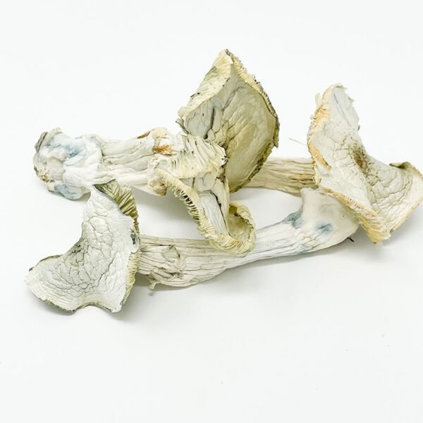 buy Albino A+ Mushrooms online
