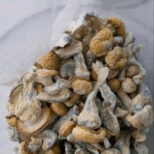 blue-meanie-mushroom