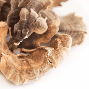 Buy Dried Turkey Tail Mushroom​s online