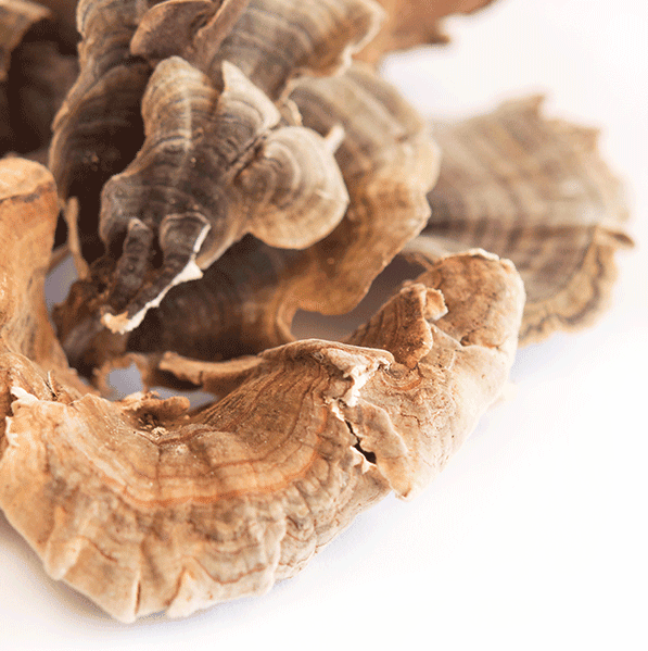 Buy Dried Turkey Tail Mushroom​s online