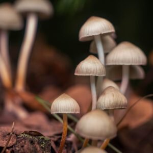 psilocybin mushroom